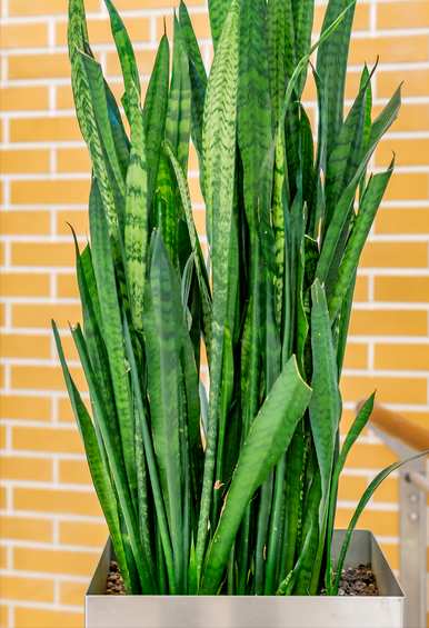 室内盆栽花卉有哪些大绿植，室内盆栽花卉有哪些？
