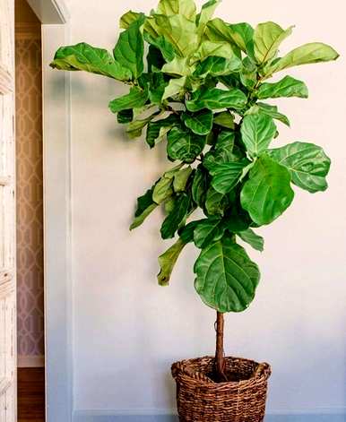 室内盆栽花卉有哪些大绿植，室内盆栽花卉有哪些？