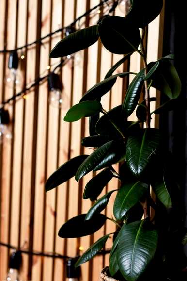 室内盆栽花卉有哪些大绿植，室内盆栽花卉有哪些？