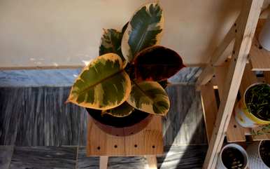 室内盆栽花卉有哪些大绿植，室内盆栽花卉有哪些？