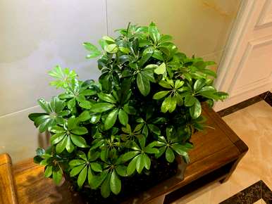 室内盆栽花卉有哪些大绿植，室内盆栽花卉有哪些？