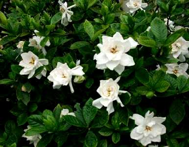 栀子花芽落叶黄，栀子花为什么落花芽