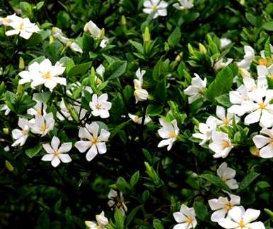 栀子花芽落叶黄，栀子花为什么落花芽