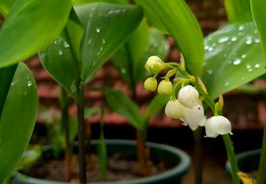 如何种植带芽铃兰花，铃兰花什么时候种植最好？