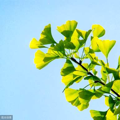 银杏是什么植物类别，银杏是什么科植物？
