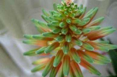 芦荟在家里开花好吗？芦荟开花意味着什么？