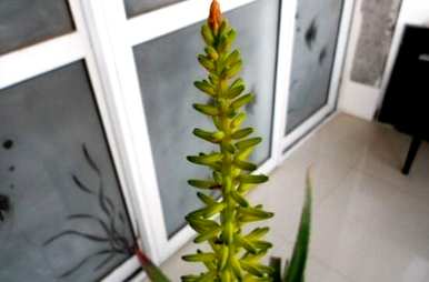 芦荟在家里开花好吗？芦荟开花意味着什么？