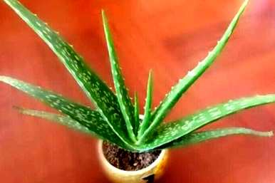 芦荟在家里开花好吗？芦荟开花意味着什么？