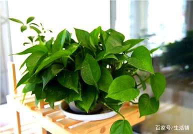 家里四种花不吉祥影响风水，适合家里种花