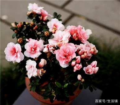 家里四种花不吉祥影响风水，适合家里种花