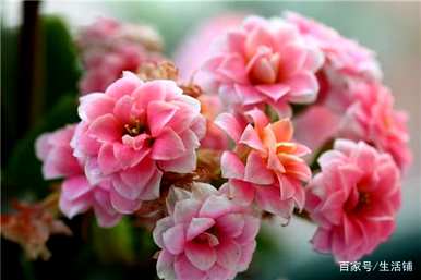 家里四种花不吉祥影响风水，适合家里种花