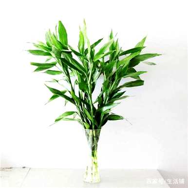家里四种花不吉祥影响风水，适合家里种花