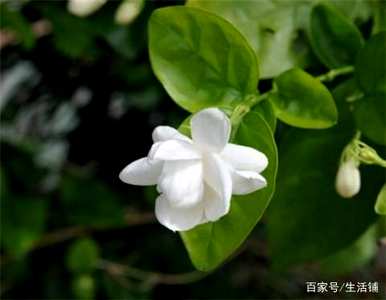 家里四种花不吉祥影响风水，适合家里种花