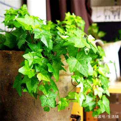 家里四种花不吉祥影响风水，适合家里种花