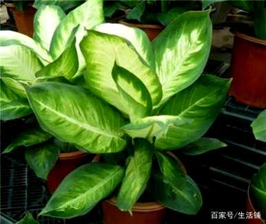 家里四种花不吉祥影响风水，适合家里种花