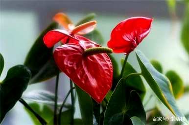 家里四种花不吉祥影响风水，适合家里种花