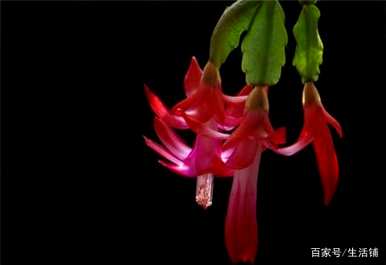 家里四种花不吉祥影响风水，适合家里种花