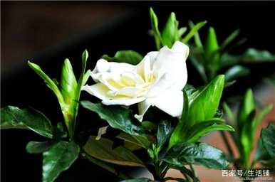 家里四种花不吉祥影响风水，适合家里种花