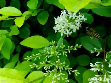 家里四种花不吉祥影响风水，适合家里种花
