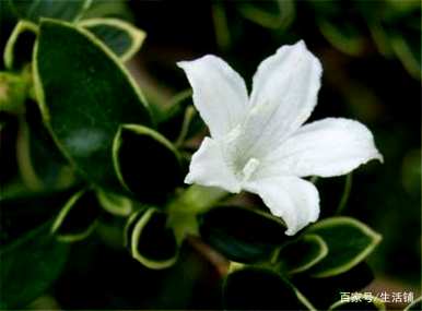 家里四种花不吉祥影响风水，适合家里种花
