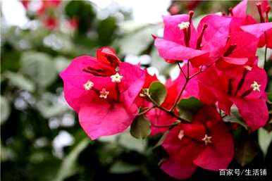 家里四种花不吉祥影响风水，适合家里种花