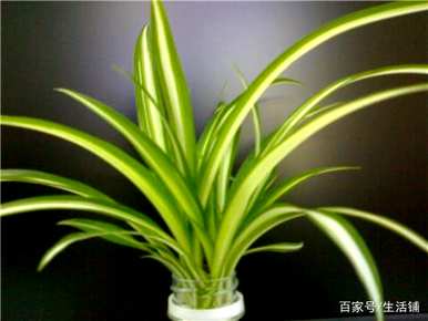 家里四种花不吉祥影响风水，适合家里种花