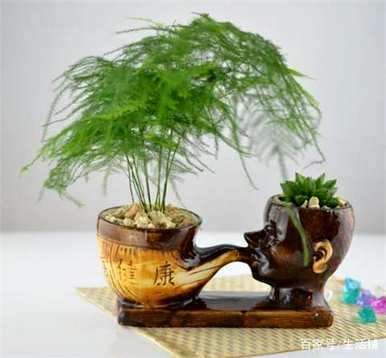 家里四种花不吉祥影响风水，适合家里种花