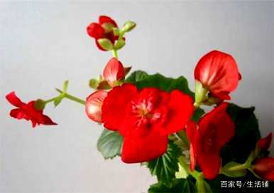 家里四种花不吉祥影响风水，适合家里种花
