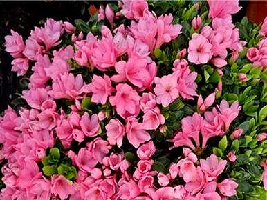 高月杜鹃花开花可以施肥或浇水吗？杜鹃花期如何浇水施肥？