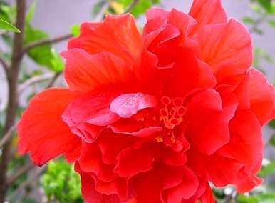 扶桑花有哪些品种，扶桑花有哪些品种？