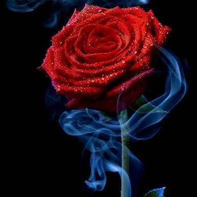 什么是玫瑰花语，什么是绿玫瑰花语？