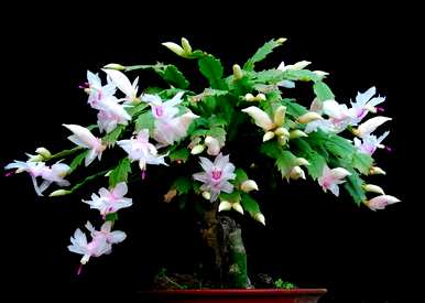 蟹爪兰开两次花，蟹爪兰一年开几次花怎么养？