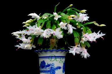 蟹爪兰开两次花，蟹爪兰一年开几次花怎么养？