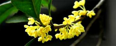桂花适合在几个月内种植。桂花种植前如何修剪？