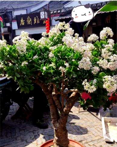 什么树木适合室内盆栽，什么树木适合室内栽培？