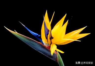 鹤望兰属于兰花品种，鹤望兰最好养什么品种？