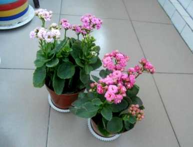 长寿花适合室内吗？长寿花适合室内吗？