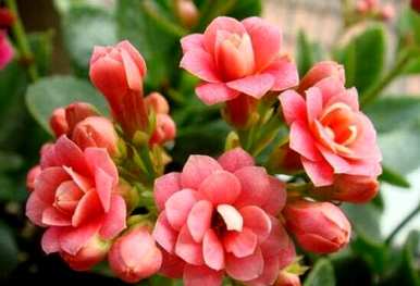 长寿花适合室内吗？长寿花适合室内吗？