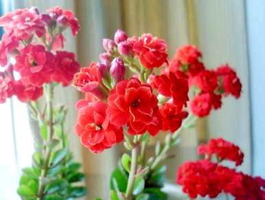 长寿花适合室内吗？长寿花适合室内吗？