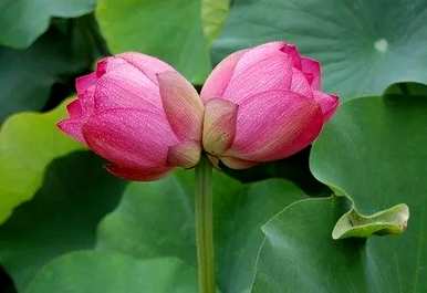 并蒂花开的意思，而蒂花开的意思是什么？