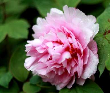 牡丹花和牡丹花有什么区别？牡丹花和牡丹花有什么区别？