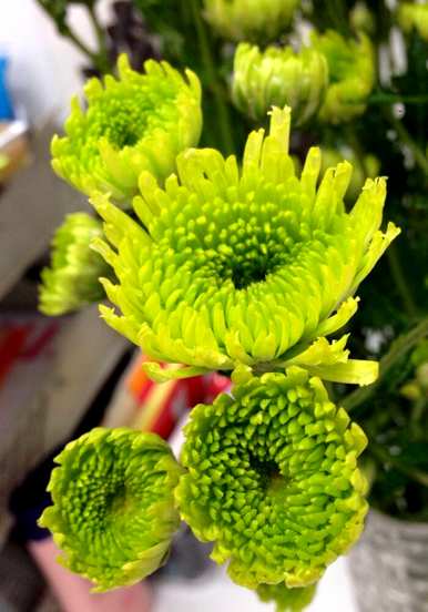 翠菊长什么样，翠菊的养殖方法