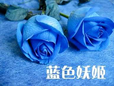 橙玫瑰语言的颜色代表什么，橙玫瑰语言和意义是什么？