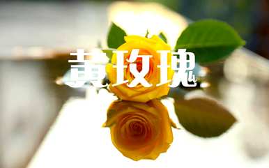 橙玫瑰语言的颜色代表什么，橙玫瑰语言和意义是什么？