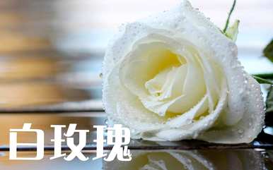 橙玫瑰语言的颜色代表什么，橙玫瑰语言和意义是什么？