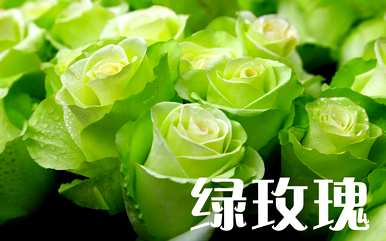 橙玫瑰语言的颜色代表什么，橙玫瑰语言和意义是什么？