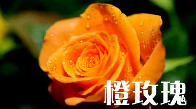 橙玫瑰语言的颜色代表什么，橙玫瑰语言和意义是什么？