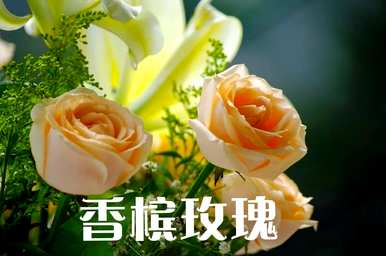 橙玫瑰语言的颜色代表什么，橙玫瑰语言和意义是什么？