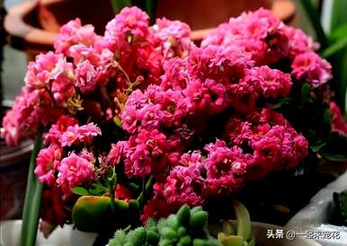 我养长寿花不开花怎么办？长寿花怎么养才开花？