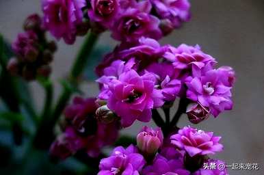 我养长寿花不开花怎么办？长寿花怎么养才开花？